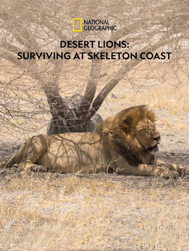 Desert Lions : Surviving at Skeleton Coast