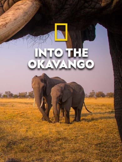 Into The Okavango