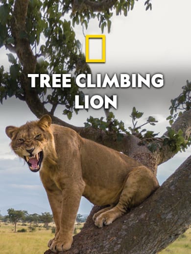 Tree Climbing Lions