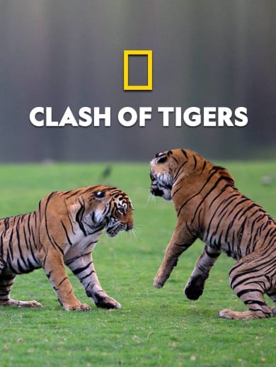 Clash Of Tigers