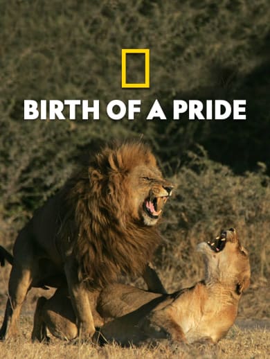 Birth Of A Pride