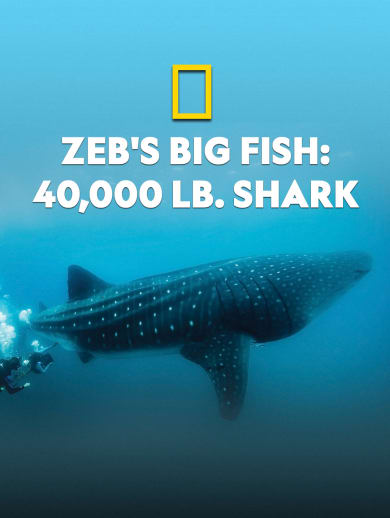 Zeb's Big Fish: 40,000 Lb. Shark