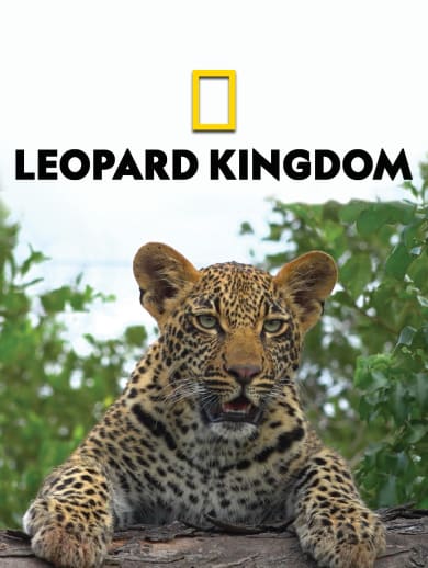 Leopard Kingdom