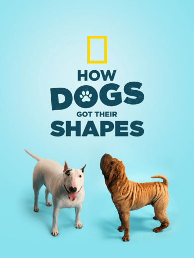 How Dogs Got Their Shapes