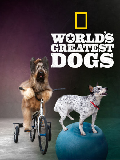 World's Greatest Dogs