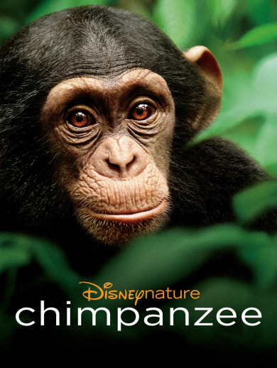 Chimpanzee